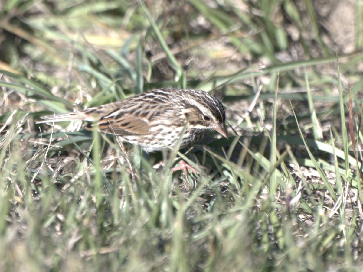 Пасовник савановий - ML647054976