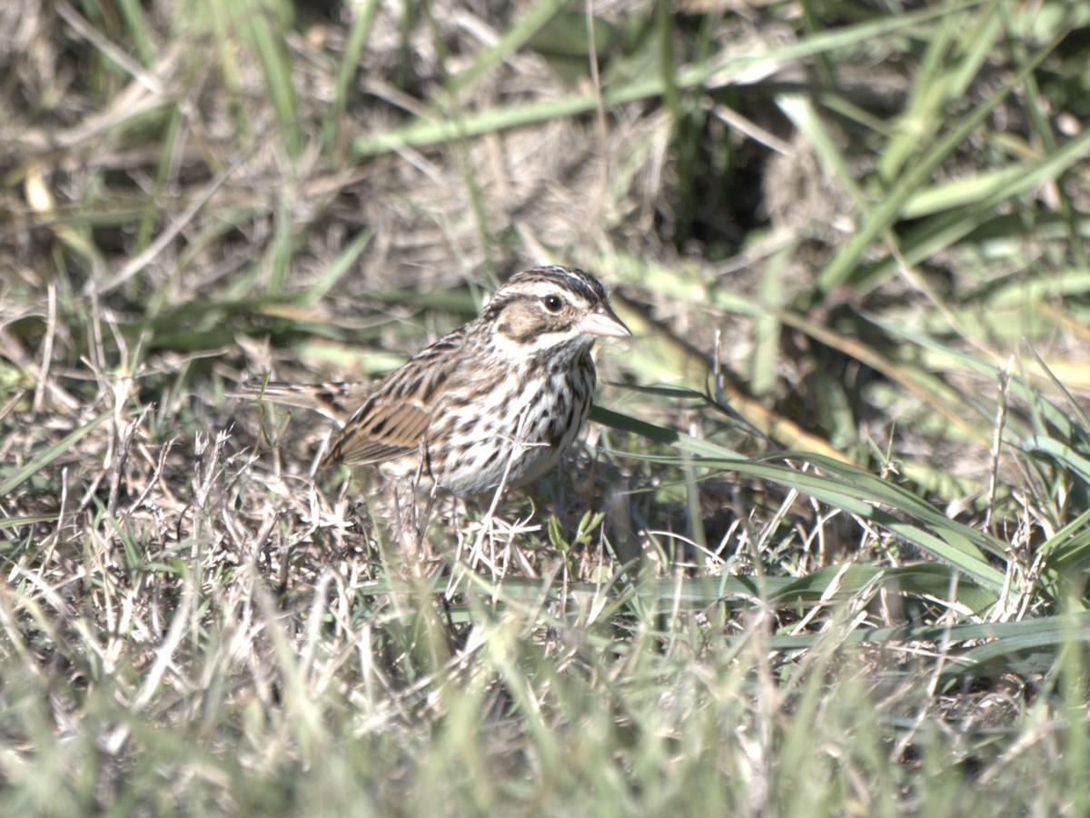 Пасовник савановий - ML647054977