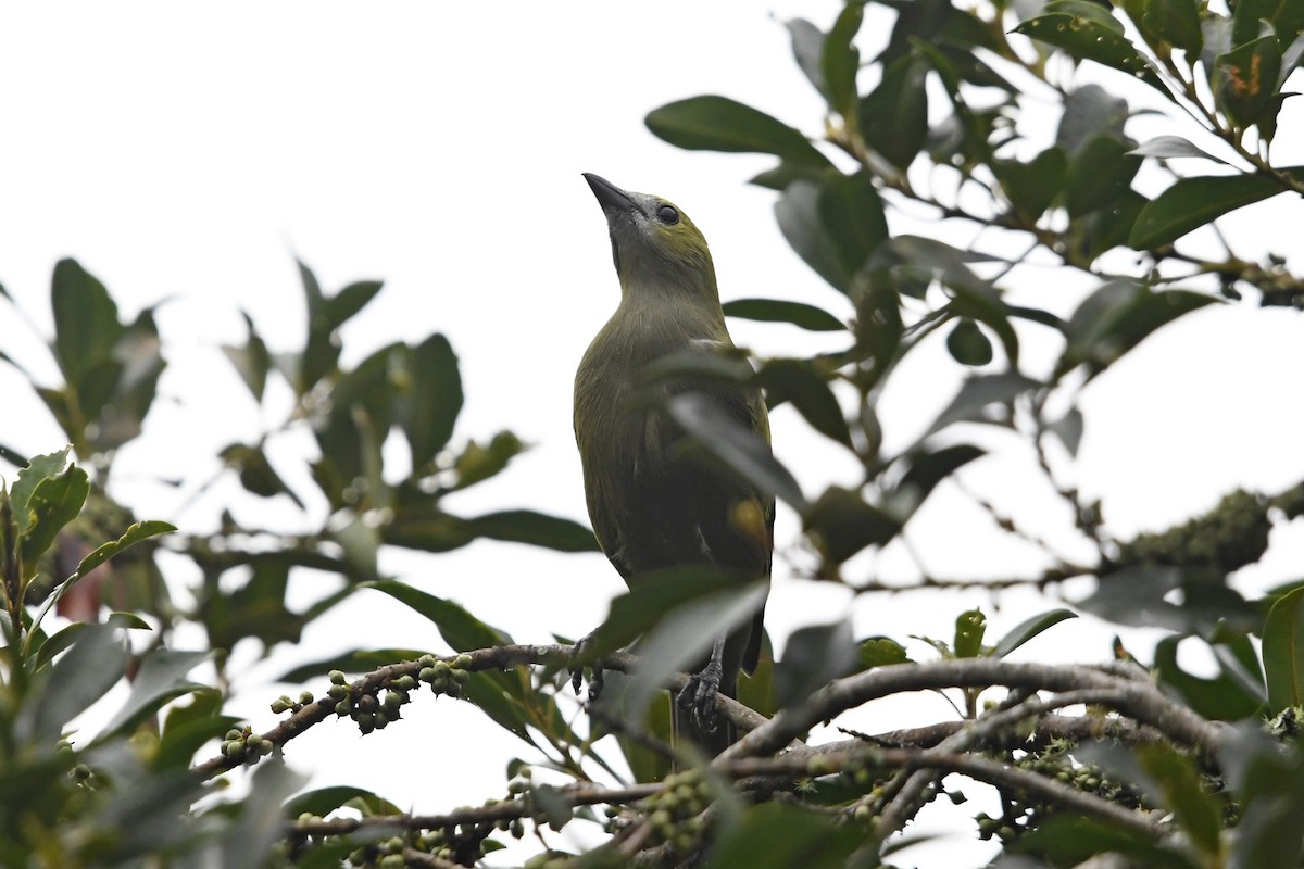 Tangara Palmera - ML647054984