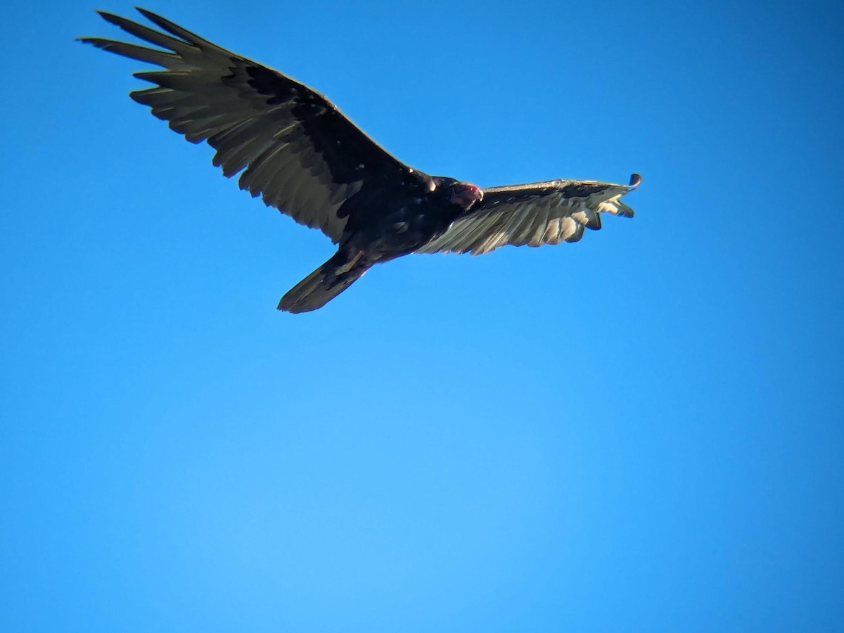 Turkey Vulture - ML647054985