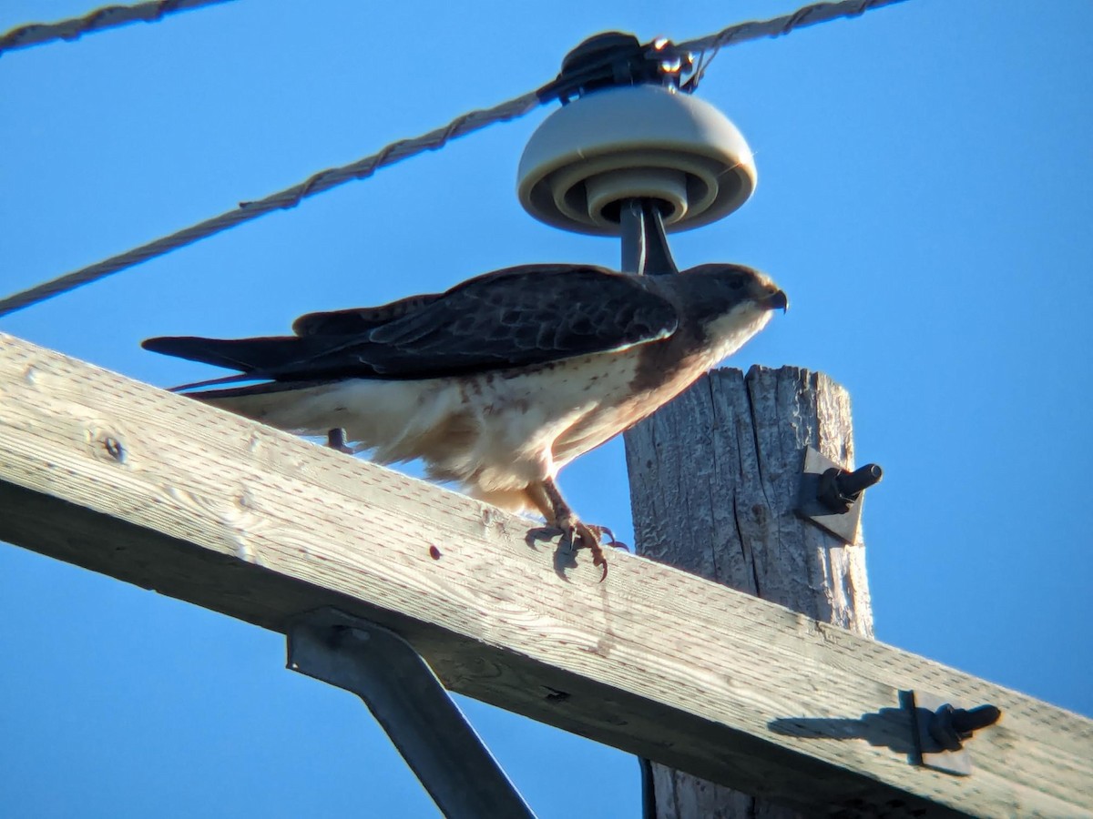 Swainson's Hawk - ML647054988