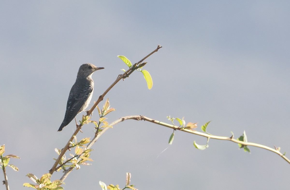 Rufous-tailed Rock-Thrush - ML647054990