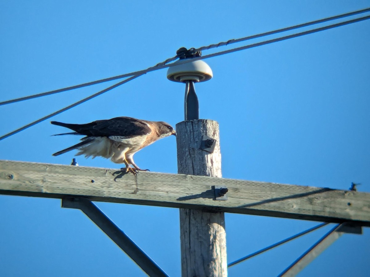 Swainson's Hawk - ML647054992