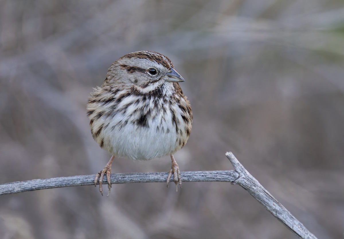 Singammer [heermanni-Gruppe] - ML647054996