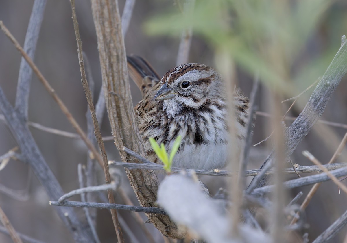 Singammer [heermanni-Gruppe] - ML647054997