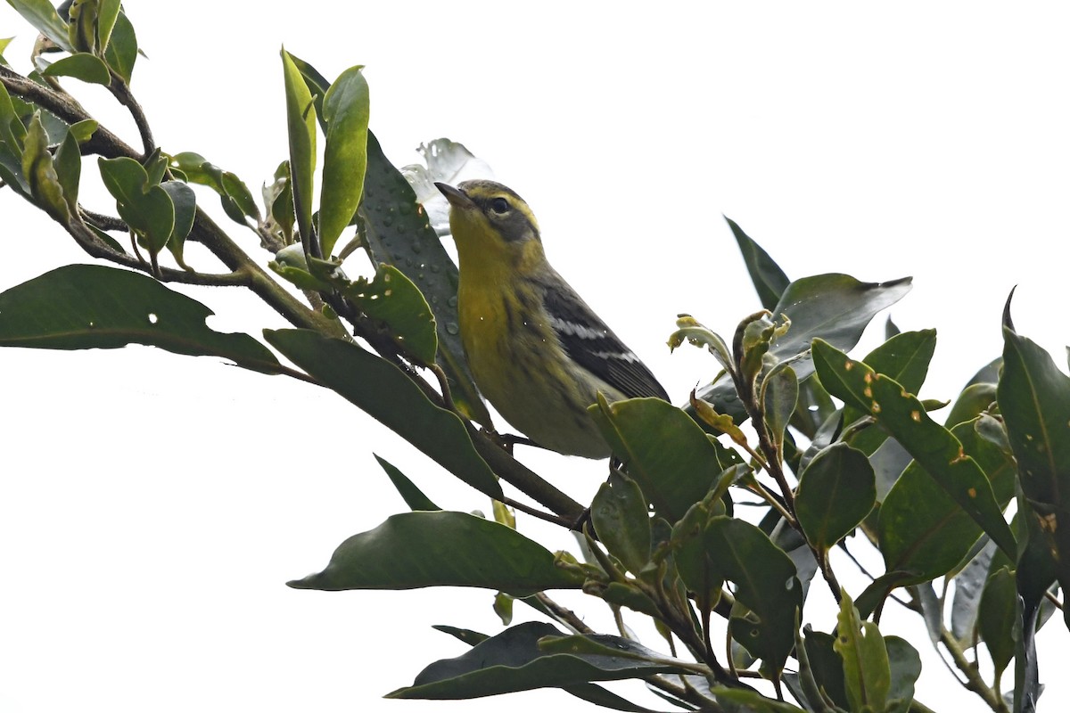 Fichtenwaldsänger - ML647055005