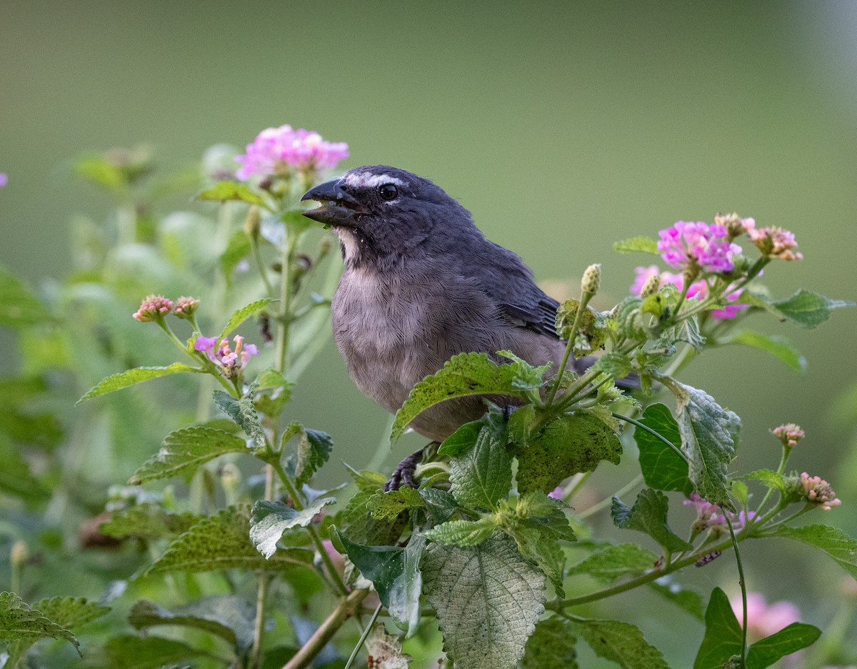 Kuzeyli Kurşuni Saltator - ML647055014