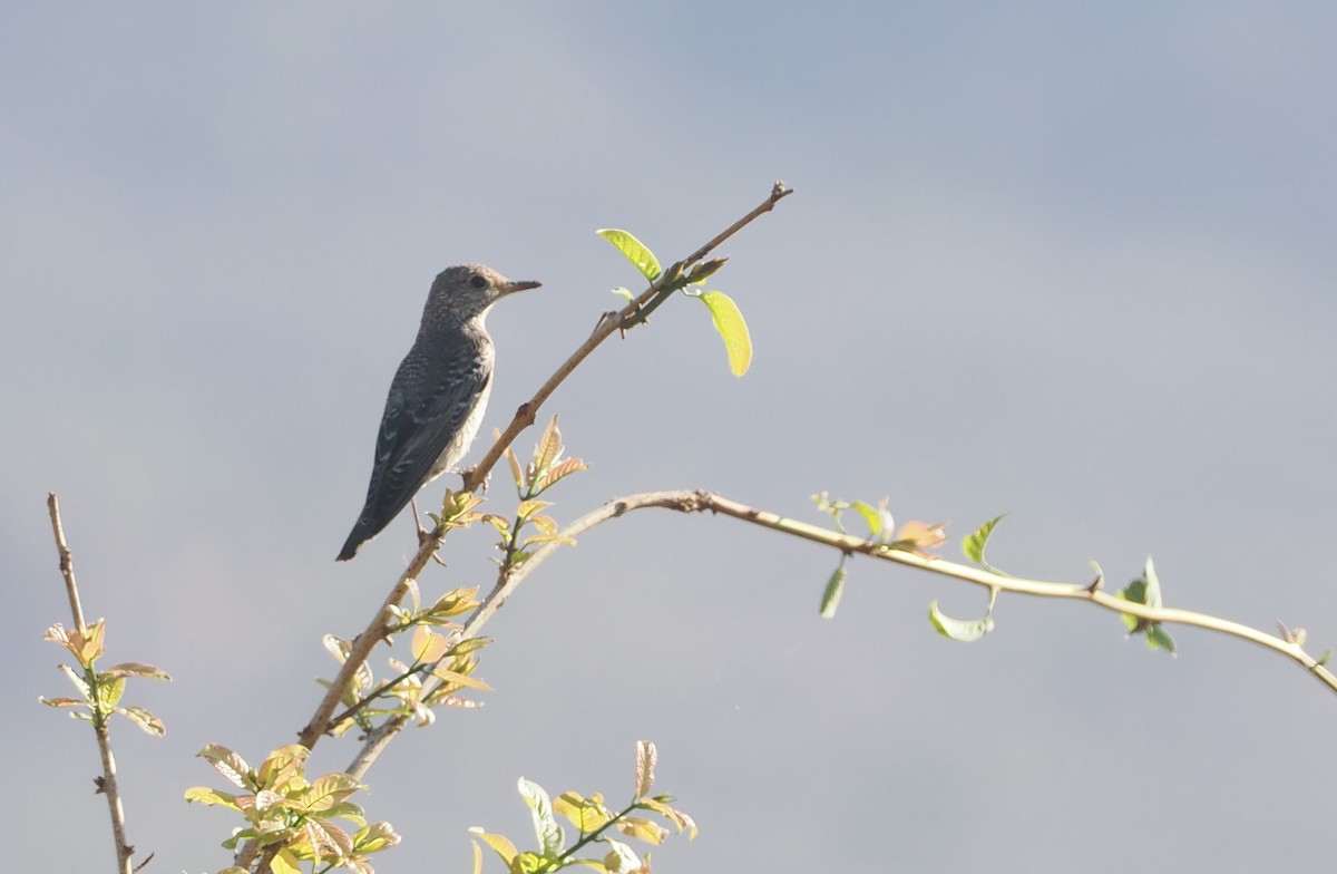 Rufous-tailed Rock-Thrush - ML647055036