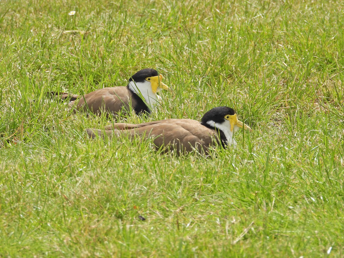 Masked Lapwing (Black-shouldered) - ML647055037