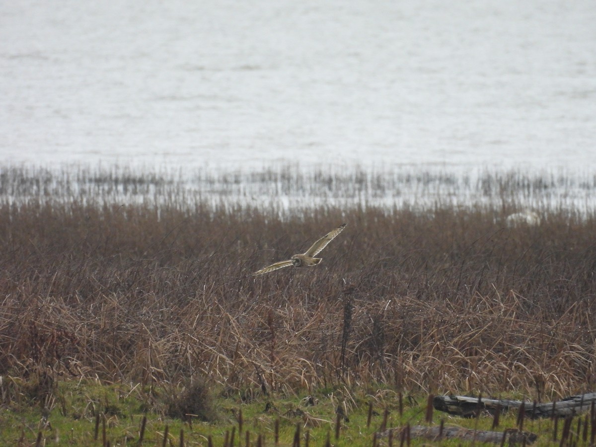 Short-eared Owl - ML647055042