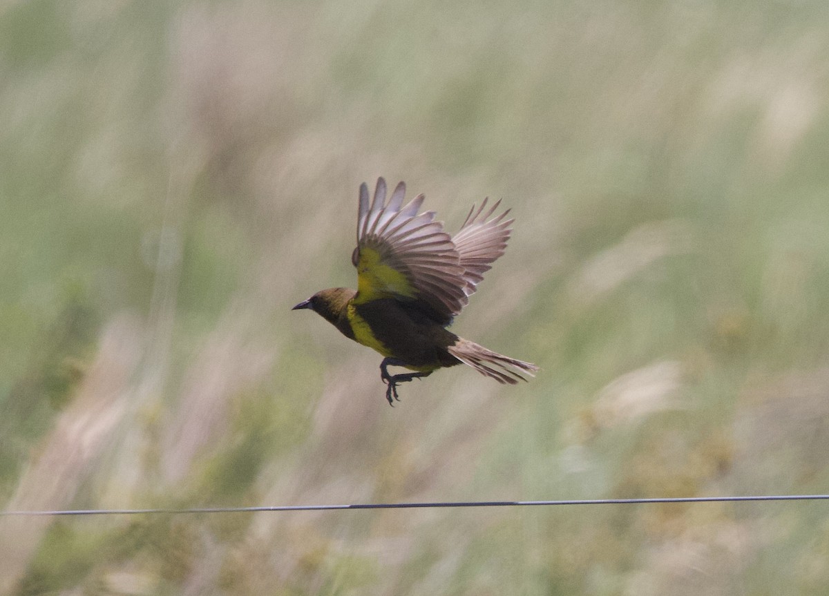 Brown-and-yellow Marshbird - ML647055058