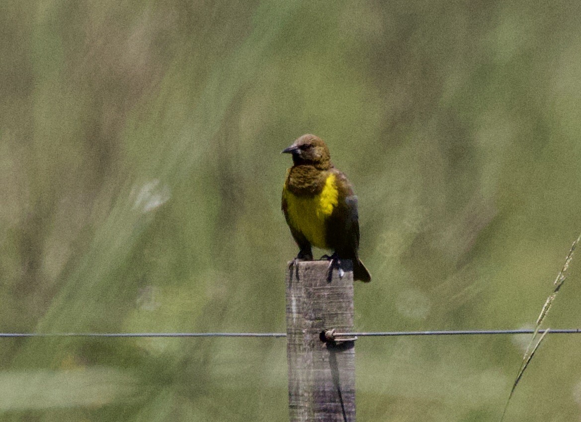 Brown-and-yellow Marshbird - ML647055060
