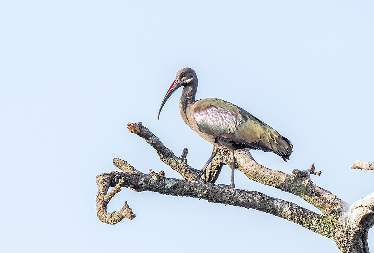 Hadada Ibis - ML647055063