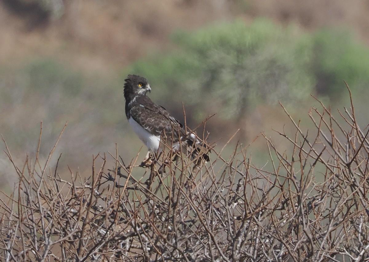 Змієїд чорноволий - ML647055065