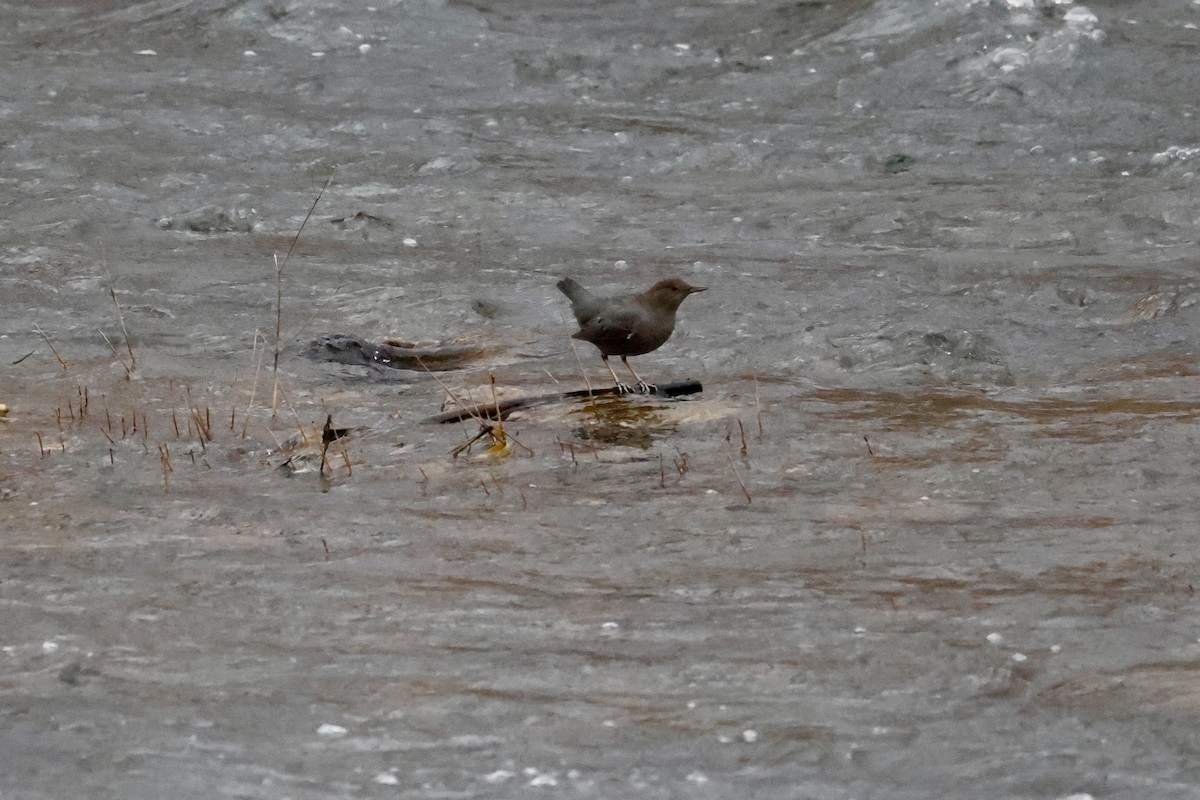 American Dipper - ML647055066