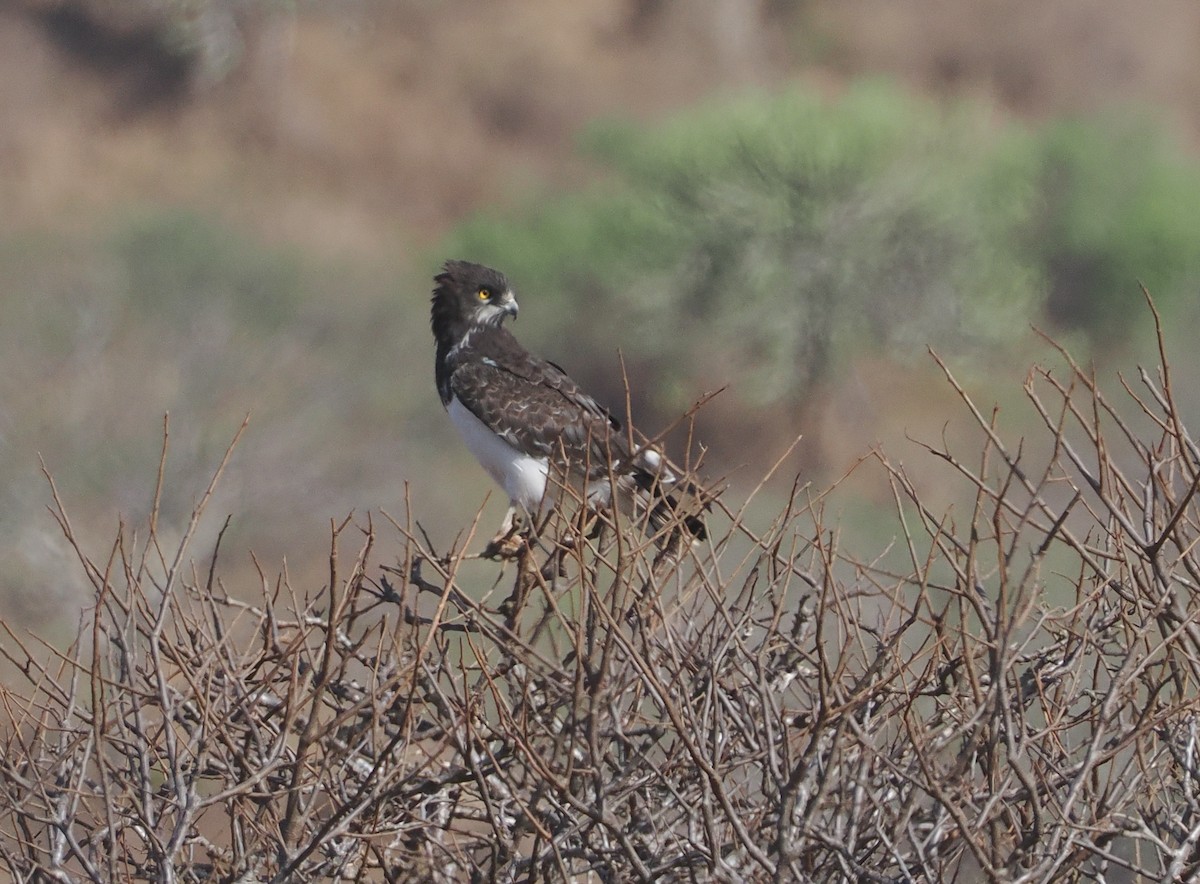 Змієїд чорноволий - ML647055067