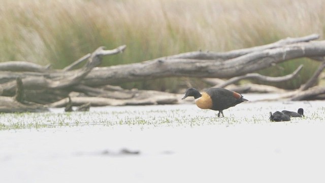 Australian Shelduck - ML647055068