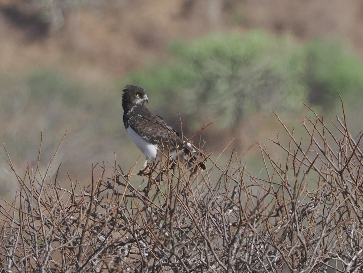 Змієїд чорноволий - ML647055070