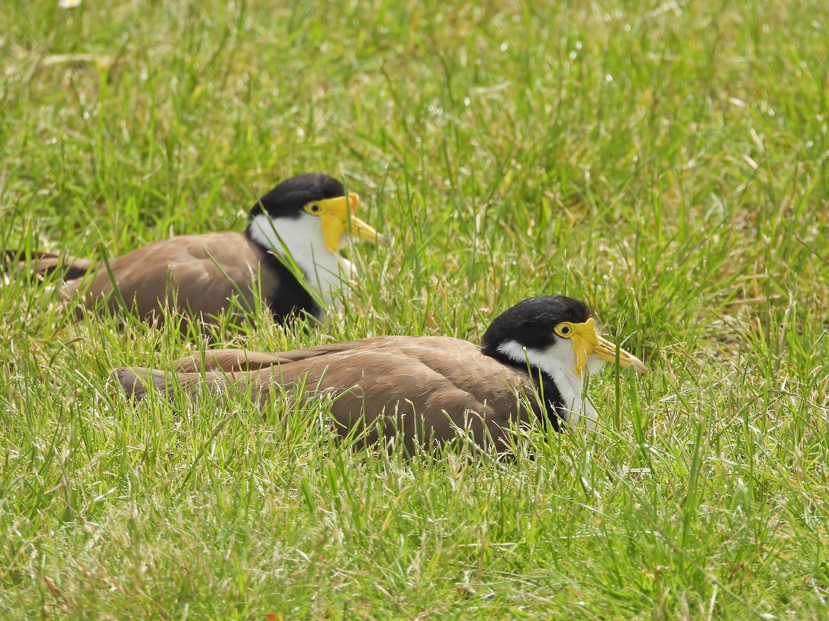 Masked Lapwing (Black-shouldered) - ML647055078