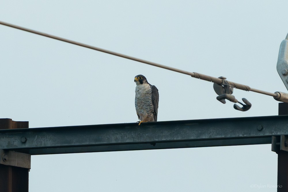 sokol stěhovavý - ML647055082