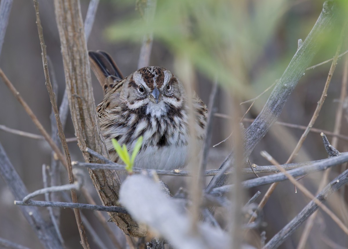 Singammer [heermanni-Gruppe] - ML647055094