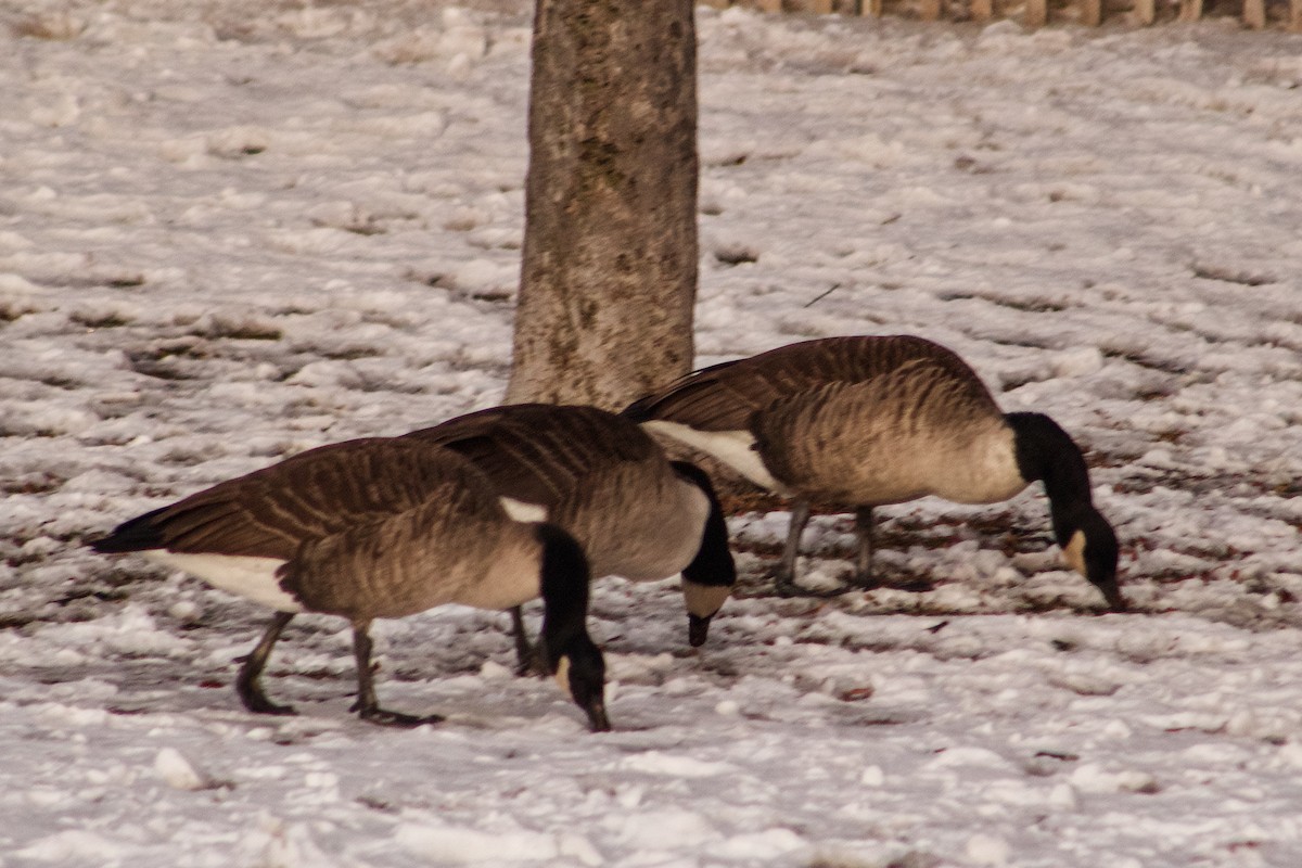 Kanada Kazı - ML647055120