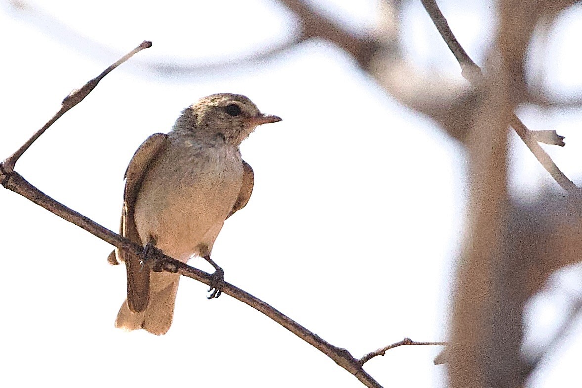 Avustalya Şakıcı Sinekkapanı - ML647055166