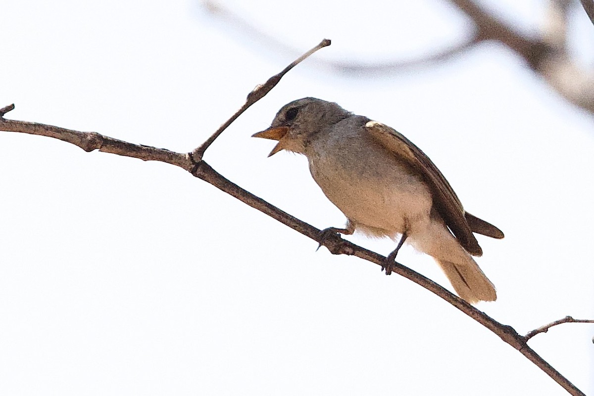 Avustalya Şakıcı Sinekkapanı - ML647055167