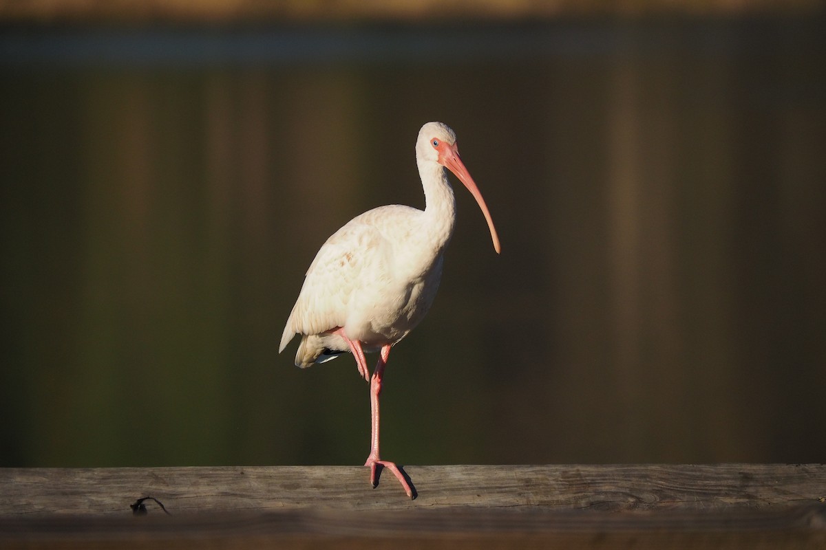 White Ibis - ML647055168