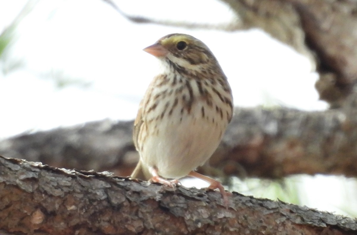Пасовник савановий - ML647055178