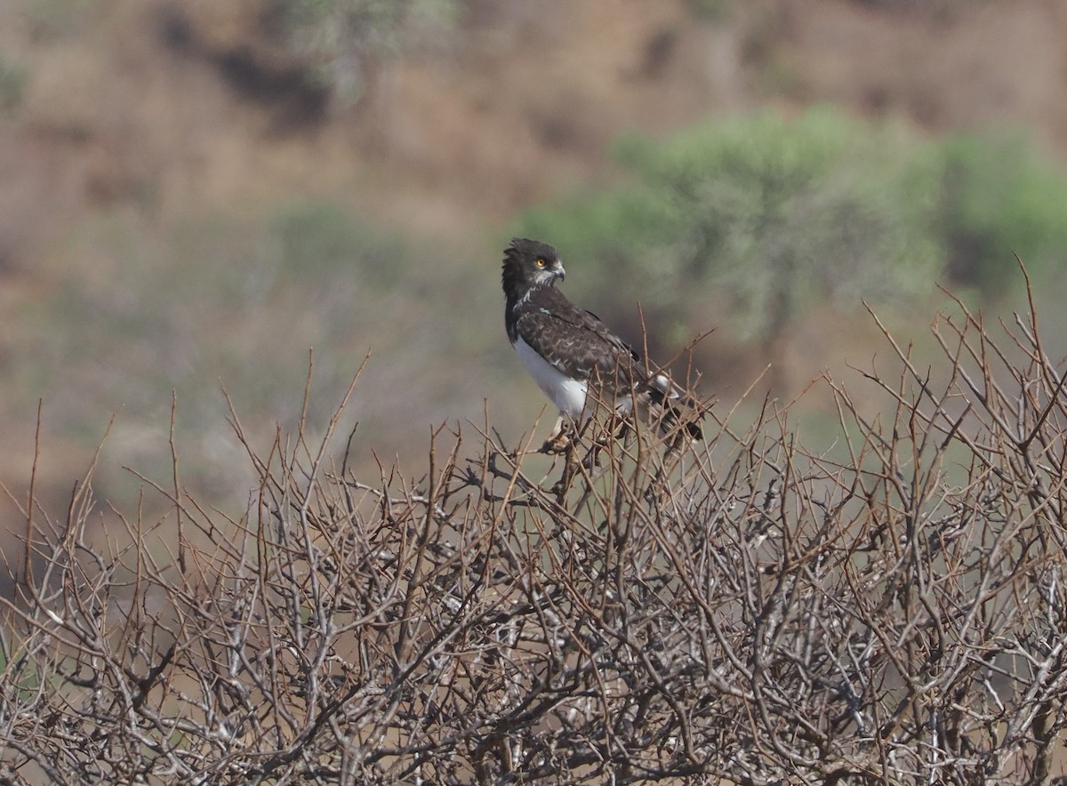 Змієїд чорноволий - ML647055184