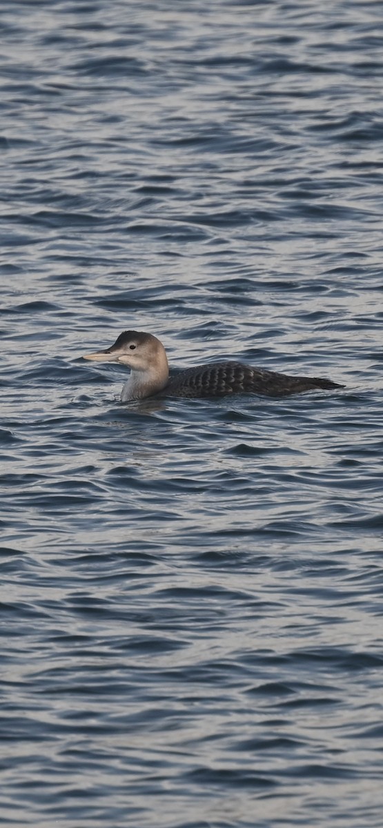 Yellow-billed Loon - ML647055187