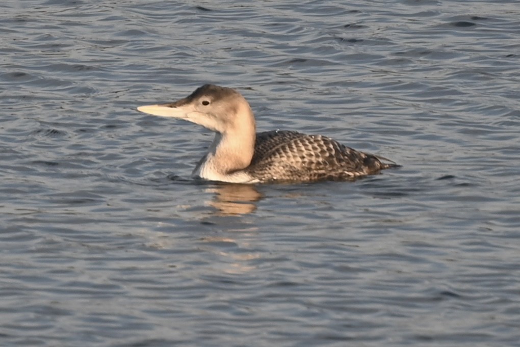 Yellow-billed Loon - ML647055188