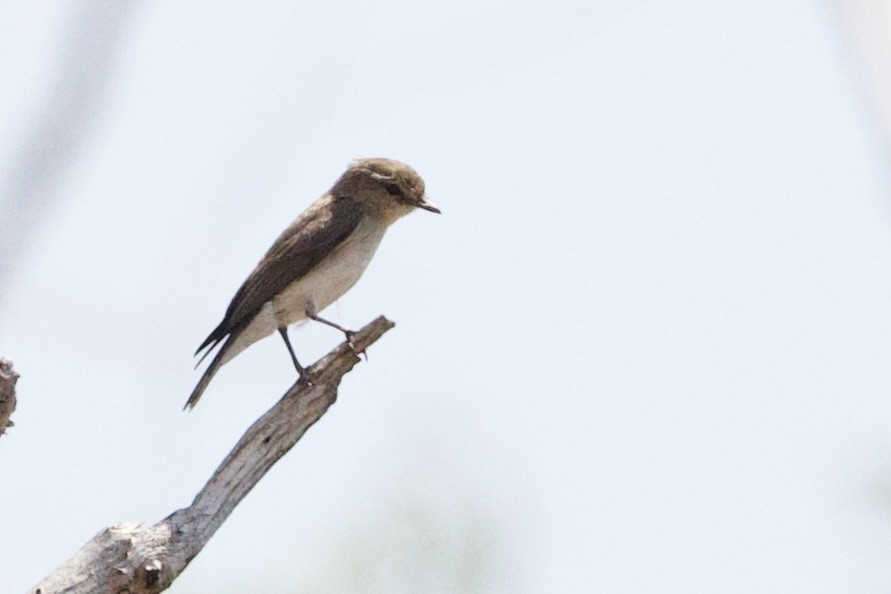 Avustalya Şakıcı Sinekkapanı - ML647055194