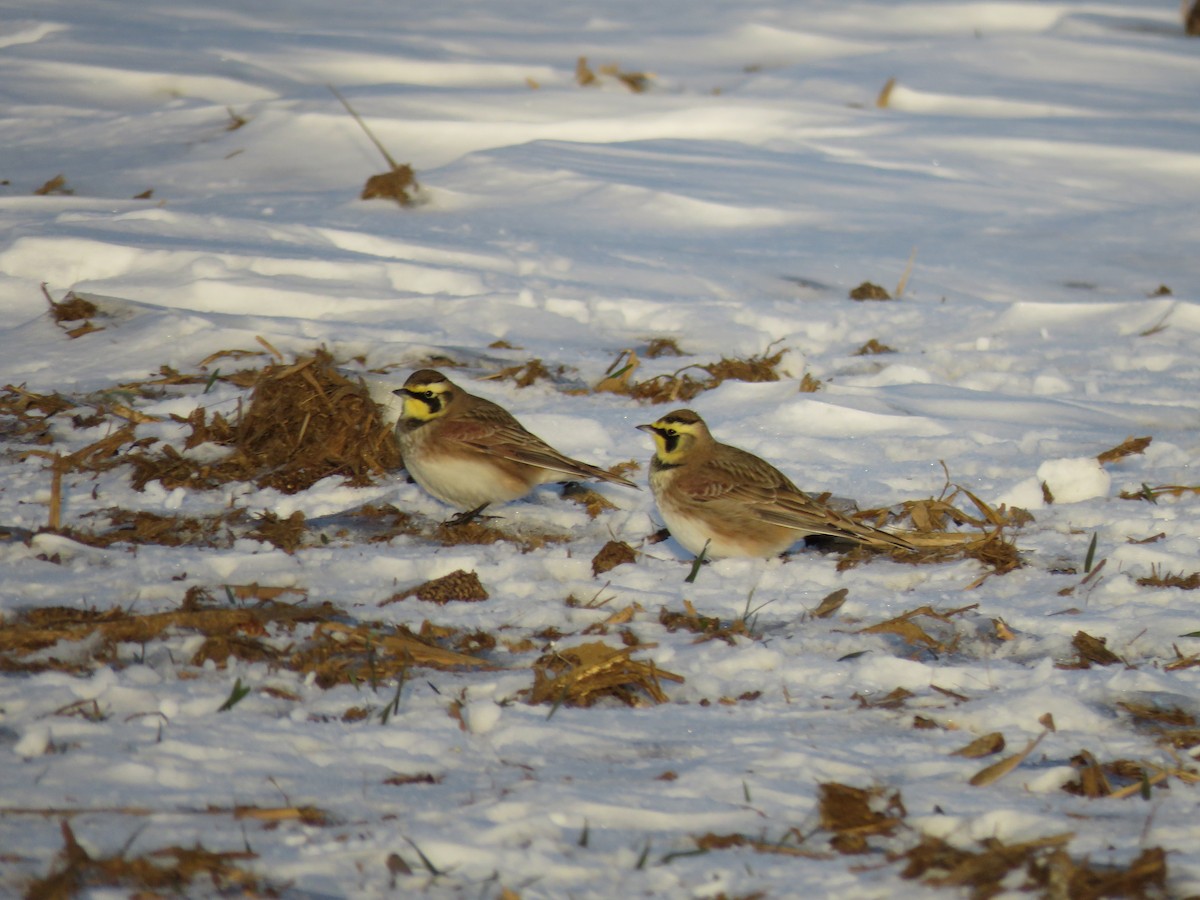 Horned Lark - ML647055195