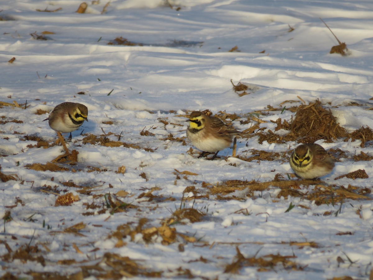 Horned Lark - ML647055196