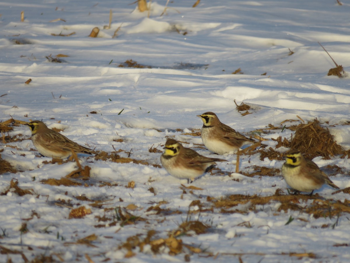 Horned Lark - ML647055197