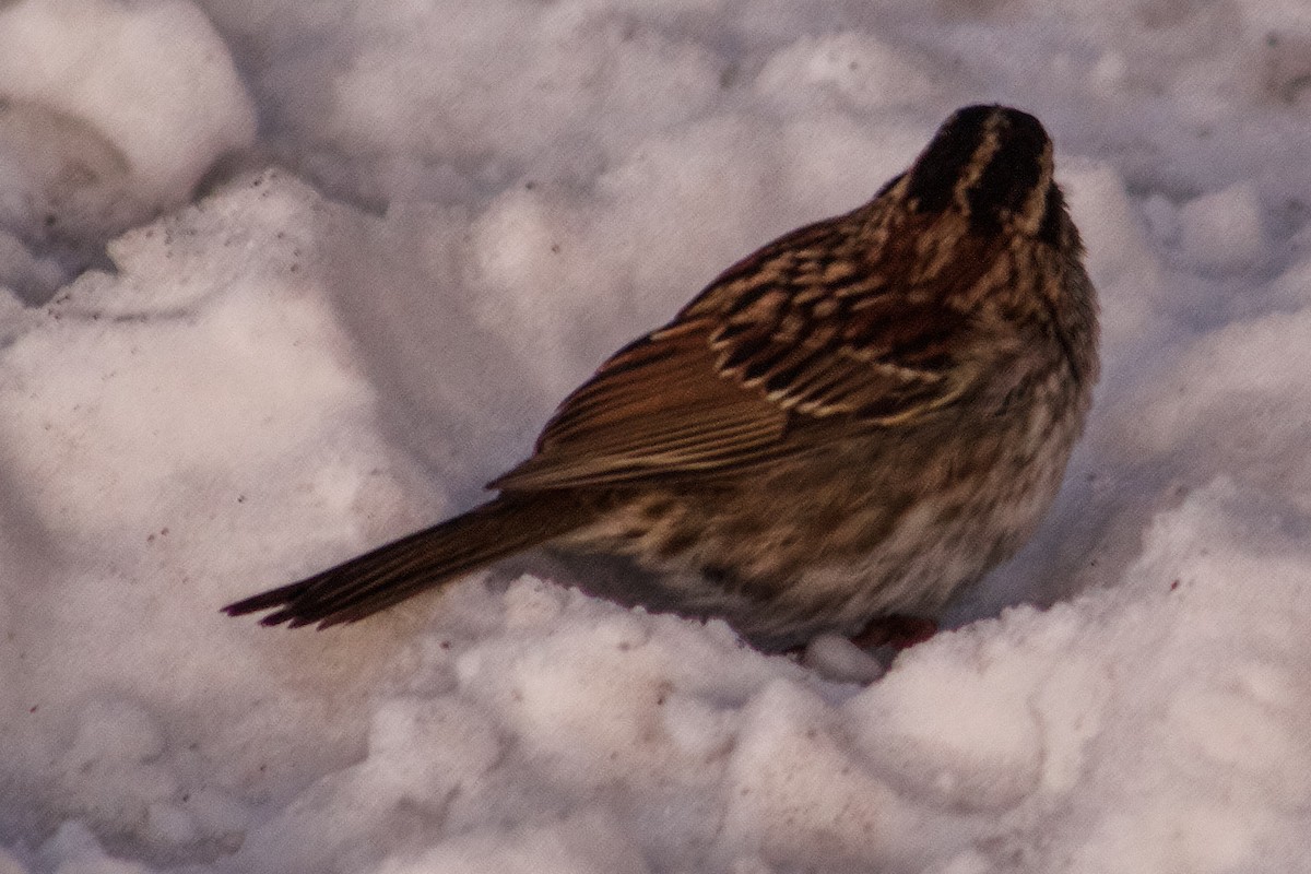 Chingolo Gorjiblanco - ML647055200