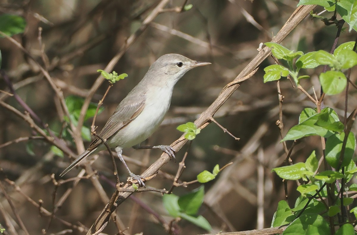 Eastern Olivaceous Warbler - ML647055201