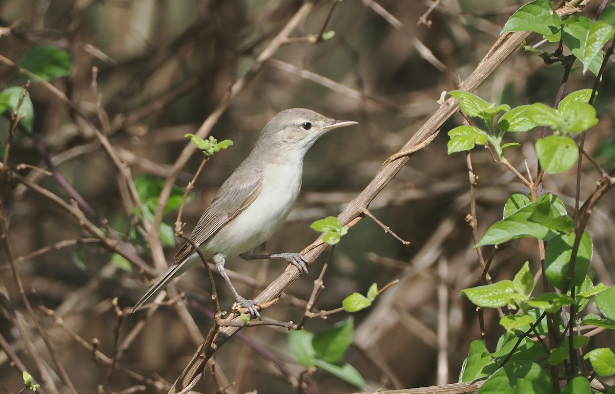 Eastern Olivaceous Warbler - ML647055203