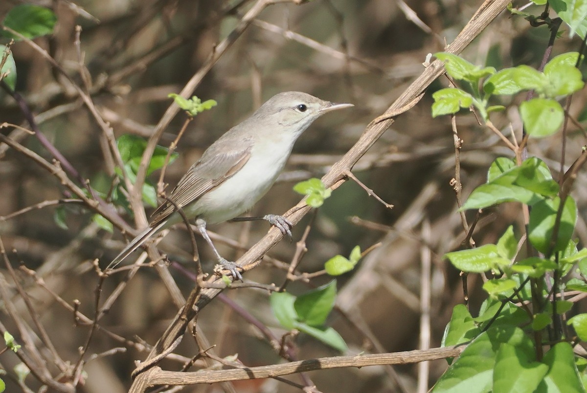 Eastern Olivaceous Warbler - ML647055204