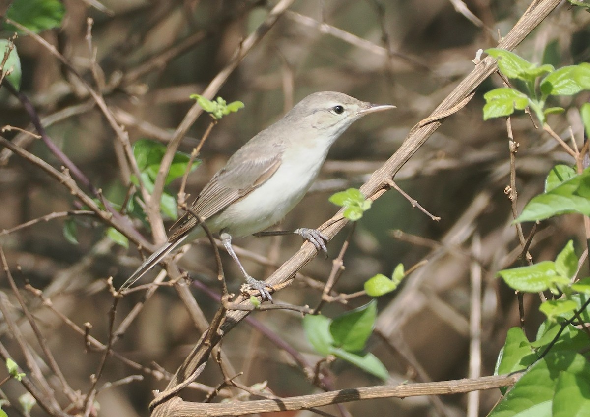 Eastern Olivaceous Warbler - ML647055206