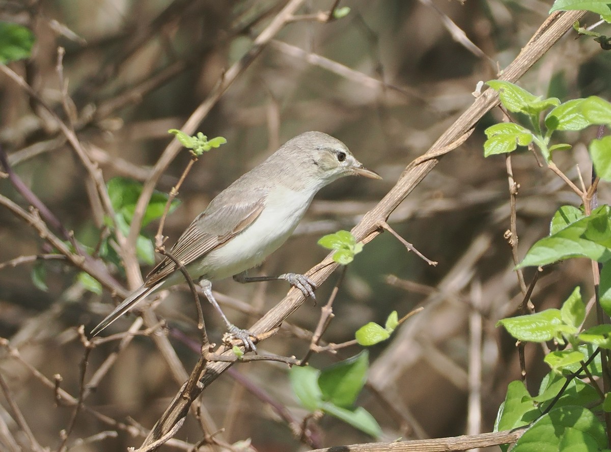 Eastern Olivaceous Warbler - ML647055208
