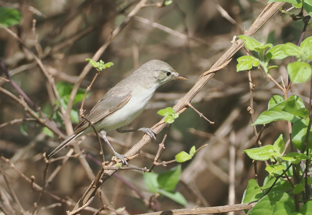 Eastern Olivaceous Warbler - ML647055209