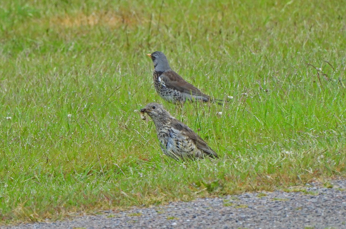 ヤドリギツグミ - ML647055211