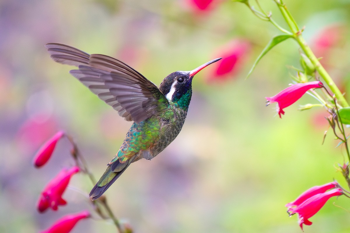 White-eared Hummingbird - ML647055214