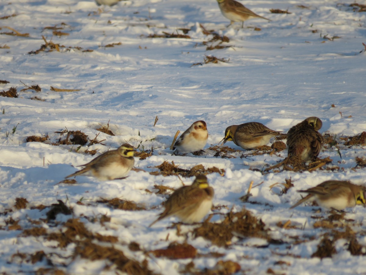 雪鵐 - ML647055215