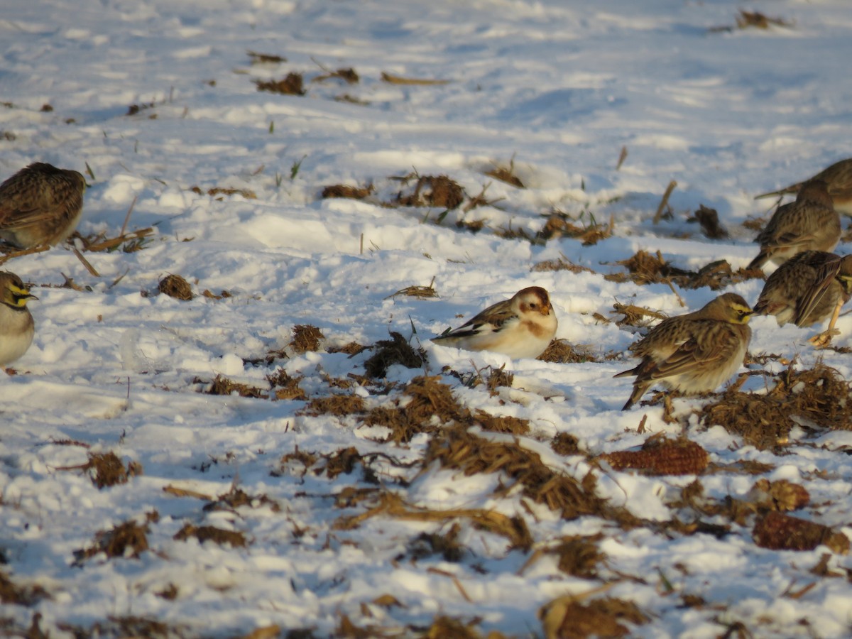 雪鵐 - ML647055216