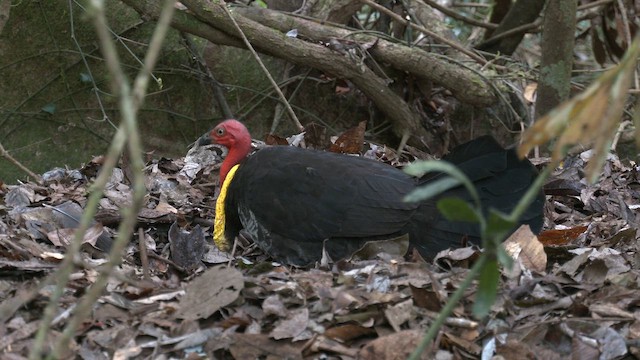 Australian Brushturkey - ML647055230