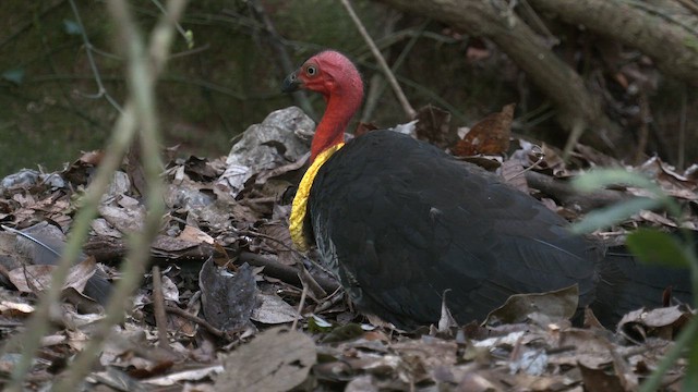 Australian Brushturkey - ML647055231
